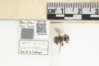 Media type: image;   Entomology 785695 Aspect: Labels